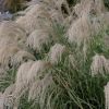 Miscanthus Transmorrisonensis